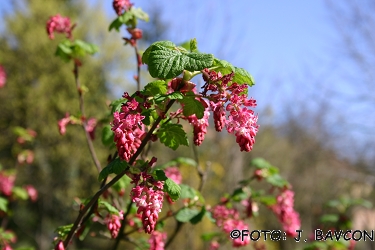 Ribes sanguineum