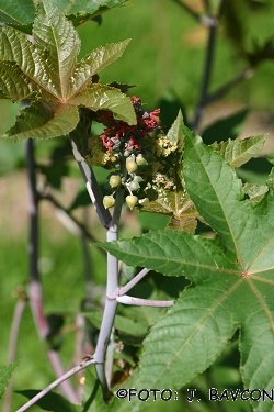 Ricinus communis