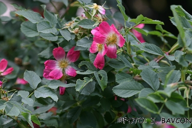 Rosa glauca