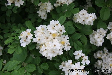 Rosa multiflora