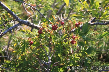 Rosa pimpinellifolia