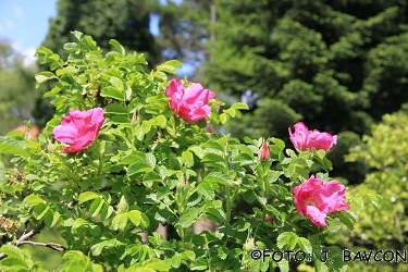 Rosa rugosa