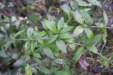 Rubia tinctorum