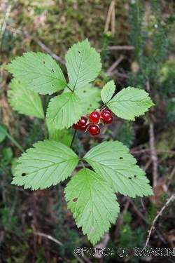 Rubus saxatilis