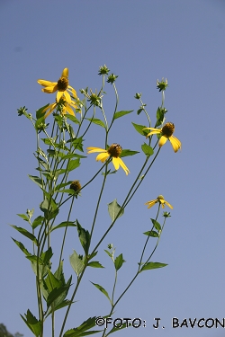 Rudbeckia laciniata