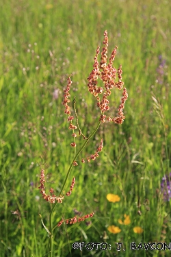 Rumex scutatus