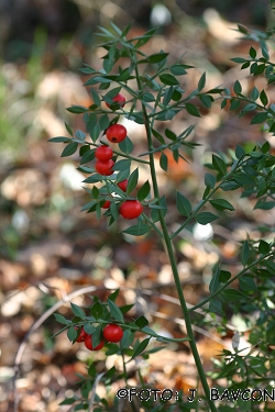 Ruscus aculeatus