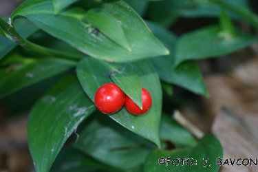 Ruscus hypoglossum