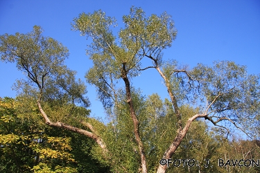 Salix fragilis