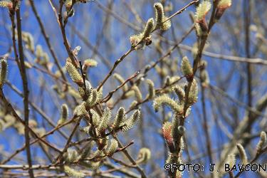 Salix purpurea