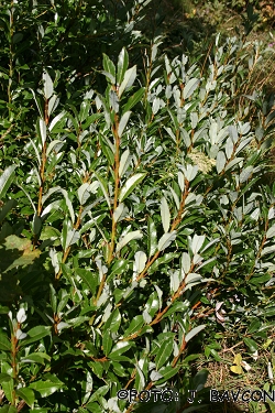 Salix waldsteiniana