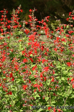 Salvia coccinea