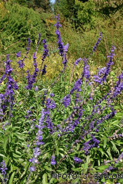 Salvia farinacea