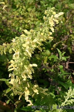 Salvia glutinosa