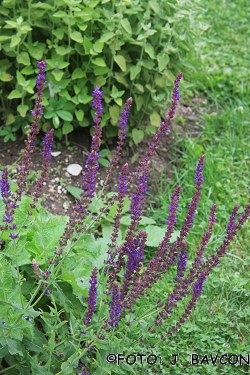 Salvia nemorosa