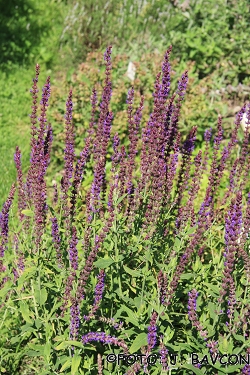 Salvia officinalis