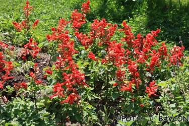 Salvia splendens 