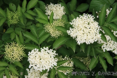 Sambucus nigra