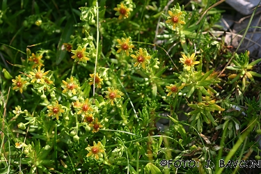 Saxifraga aizoides