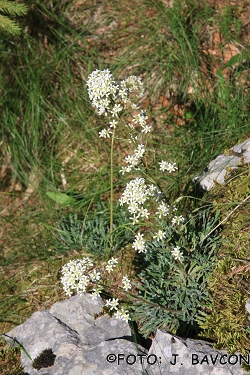 Saxifraga crustata