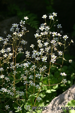 Saxifraga cuneifolia