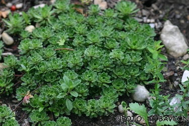 Saxifraga paniculata