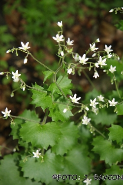 Saxifraga rotundifolia