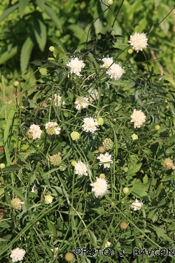 Scabiosa ochroleuca