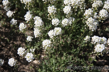 Schivereckia podolica