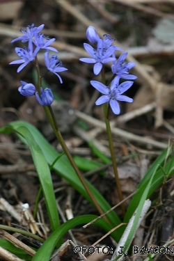 Scilla bifolia