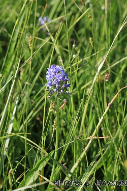 Scilla litardierei