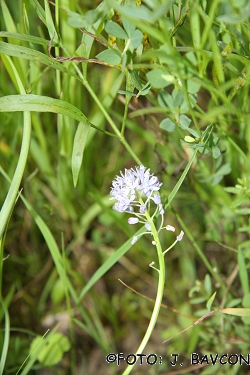 Scilla pratensis