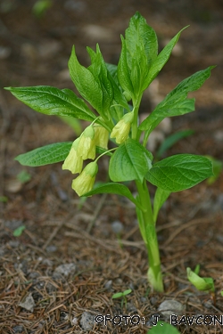 Scopolia carniolica f. hladnikiana
