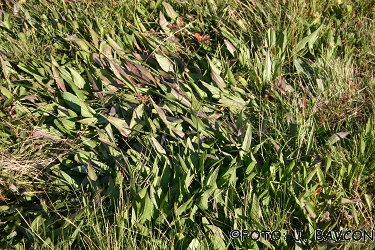 Scorzonera humilis