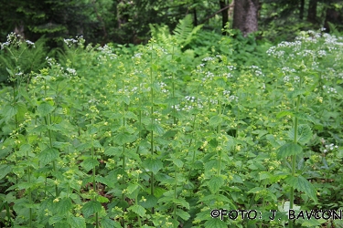 Scrophularia vernalis