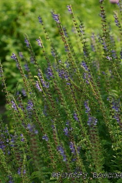 Scutellaria altissima