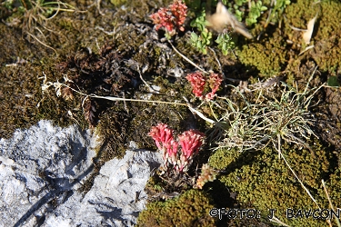 Sedum dasyphyllum