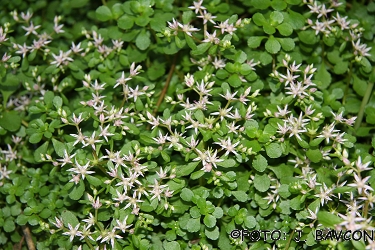 Sedum hispanicum