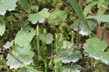 Selaginella selaginoides