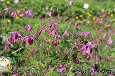 Semiaquilegia ecalcarata