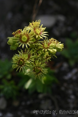 Sempervivum wulfenii