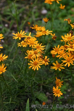 Senecio abrotanifolius