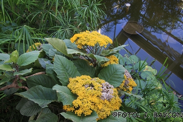 Senecio grandiflorus