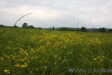 Senecio paludosus