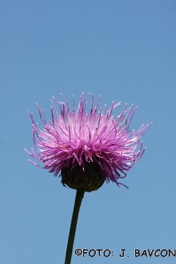 Serratula lycopifolia