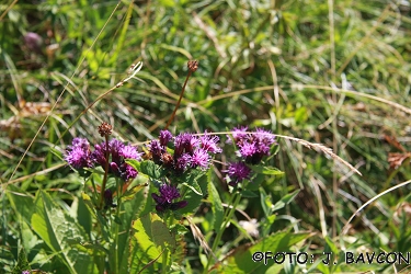 Serratula tinctoria