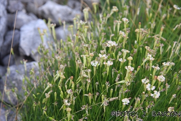 Silene hayekiana