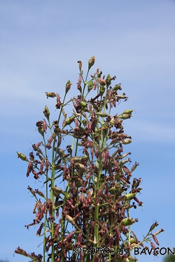 Silene nutans