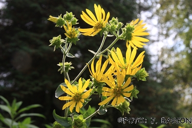 Silphium integrifolium