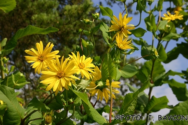 Silphium perfoliatum